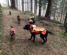 Drückjagd - Meutejagd - Treibjagd - Stöberhunde
