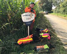 Drückjagd - Meutejagd - Treibjagd - Stöberhunde
