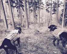 Drückjagd - Meutejagd - Treibjagd - Stöberhunde
